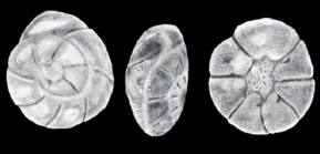 Ammonia (?) cristobalensis McCulloch, 1981