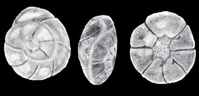 Ammonia (?) cristobalensis McCulloch, 1981