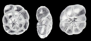 Ammonia juliae McCulloch, 1981