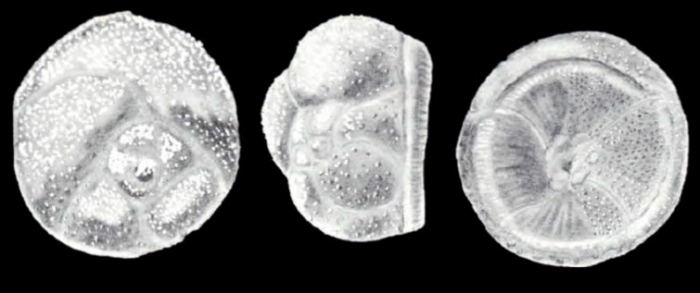 Earltheeia lavelaensis McCulloch, 1981