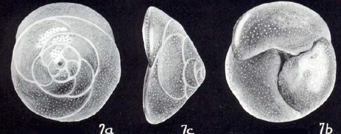 Neoconorbina (?) veliana McCulloch, 1981