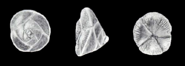 Sabinoides arubiana McCulloch, 1981