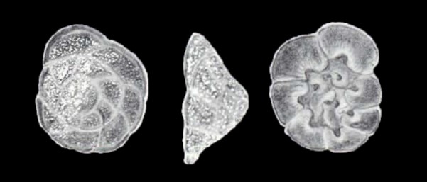 Sabinoides (?) subevoluta McCulloch, 1981