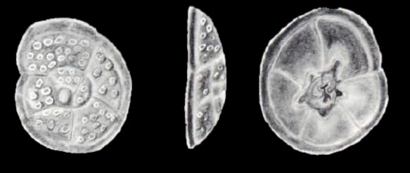 Milesina limbatiformis McCulloch, 1981