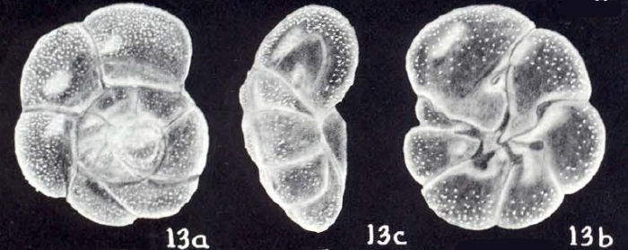 Rosalina (?) pseudoglobularis McCulloch, 1981