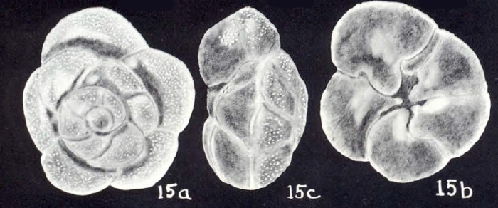 Rosalina (?) berthae McCulloch, 1981