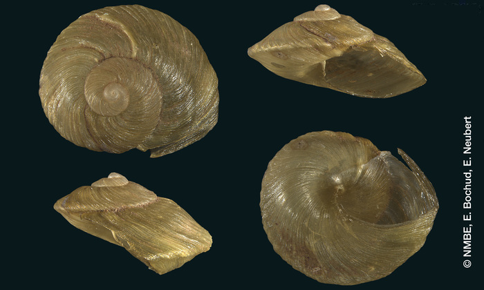 Helix cuticula Shuttleworth, 1852