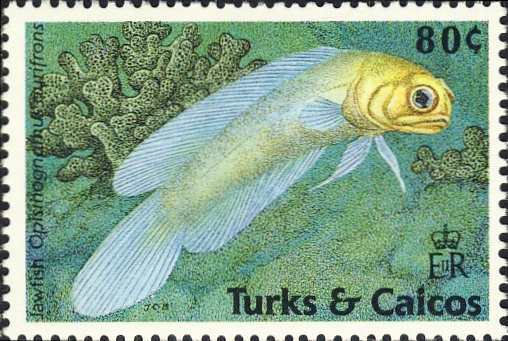 Opistognathus aurifrons Opistognathus aurifrons
