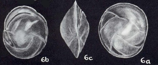 Cassidulina cf. caribbeanica McCulloch, 1981