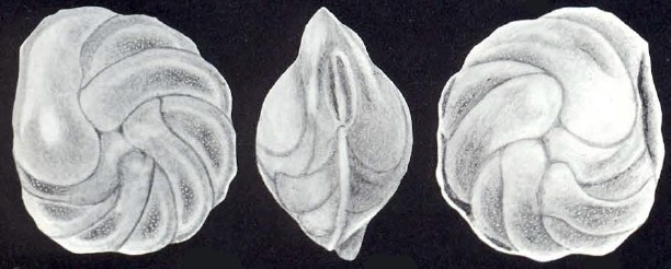 Cassidulina caledoniana McCulloch, 1981