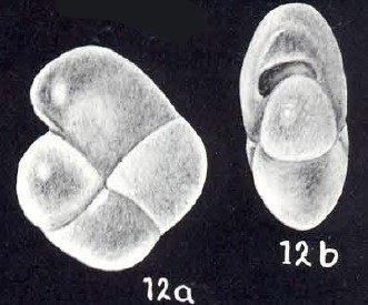 Pullenia arubaensis McCulloch, 1981