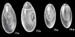 Chilostomella lavelaensis McCulloch, 1981