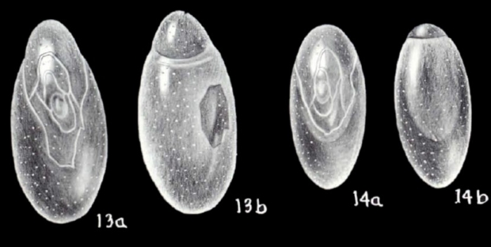 Chilostomella lavelaensis McCulloch, 1981