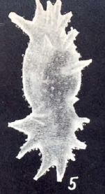 Ramulina multispinosa McCulloch, 1981