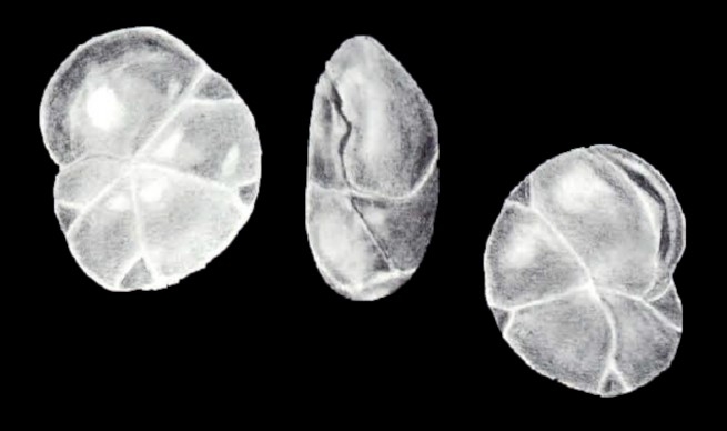 Cassidulina velaensis McCulloch, 1981
