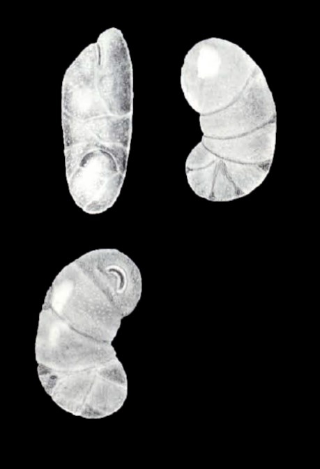 Heterocassidulina (?) arubaensis McCulloch, 1981