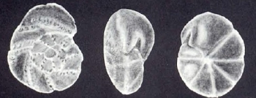 Svratkina (?) velaensis McCulloch, 1981