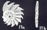Peneroplis (?) caledoniaensis McCulloch, 1981