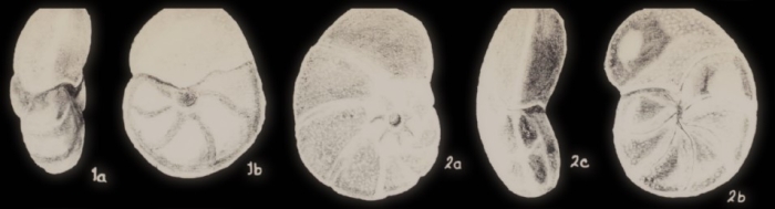 Lamarckina (?) differens McCulloch, 1981
