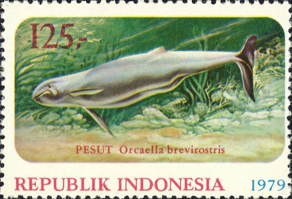 Orcaella brevirostris Orcaella brevirostris