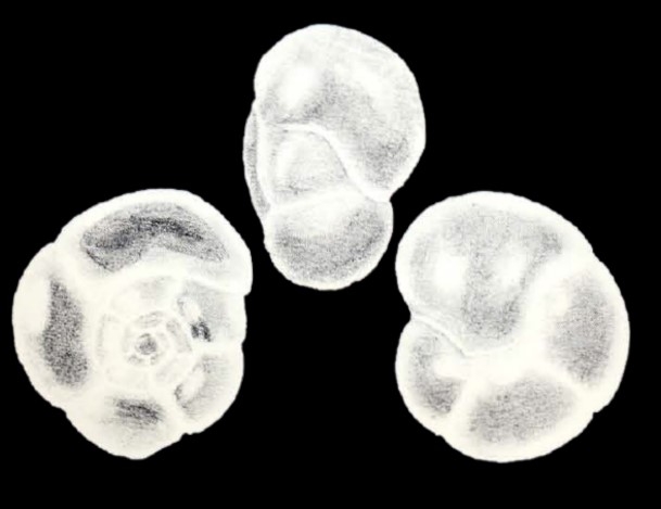 Valvulineria (?) cf. laevigatiformis McCulloch, 1981