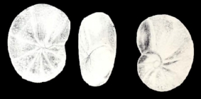 Ceratocancris lavelaensis McCulloch, 1981