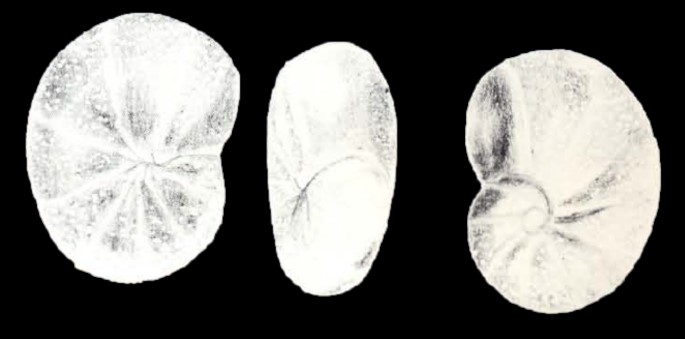 Ceratocancris lavelaensis McCulloch, 1981