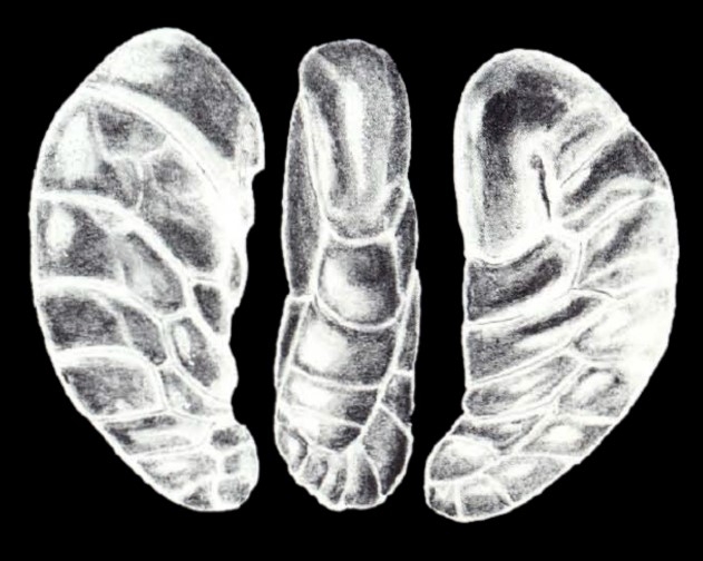 Geminospira arubiana McCulloch, 1981