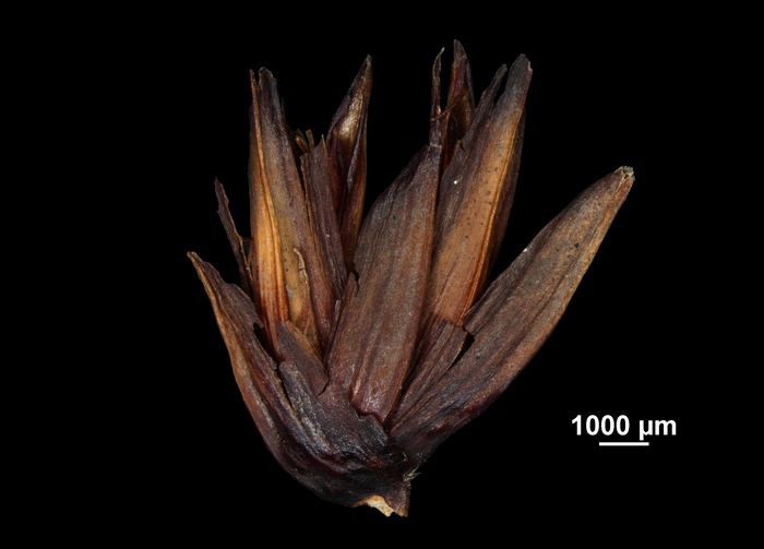 Inflorescence of Machaerina ensifolia US02235053 Brazil