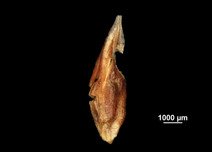 Glume of Machaerina ensifolia US02235053 Brazil