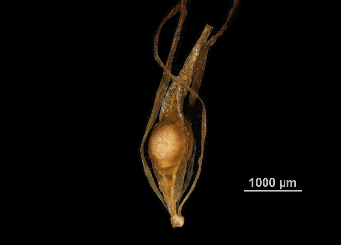 Nutlet of Machaerina falcata US01962080 Philippines