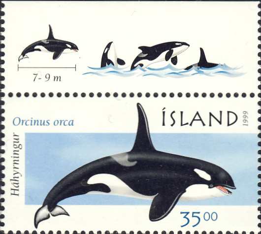 Orcinus orca Orcinus orca