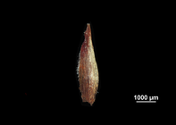 Glume of Machaerina ficticia US02235046 Brazil
