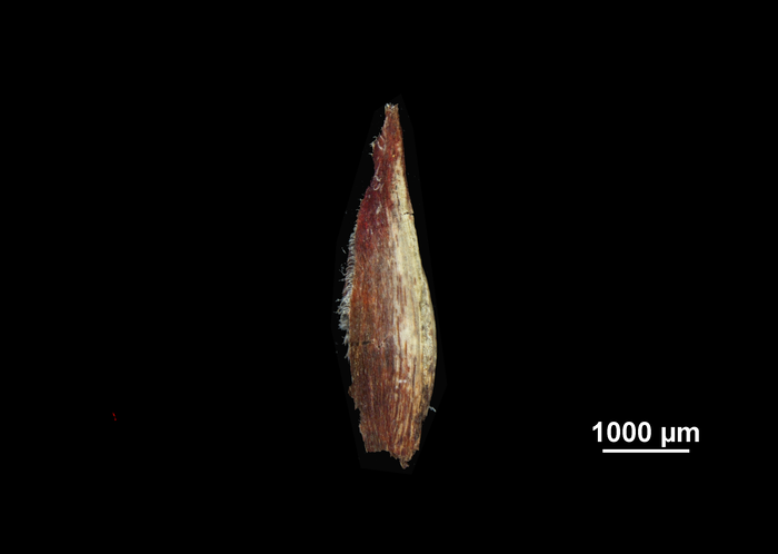 Glume of Machaerina ficticia US02235046 Brazil