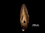 Glume of Machaerina filifolia US00966289 Cuba