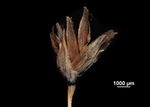 Inflorescence of Machaerina filifolia US00966289 Cuba