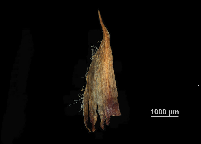 Glume of Machaerina huttonii US02235161 Australia