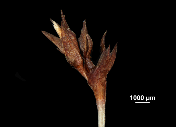 Inflorescence of Machaerina mariscoides US02235113 Guam