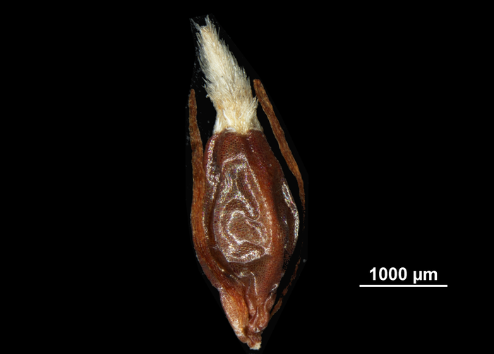 Nutlet of Machaerina mariscoides US02235113 Guam