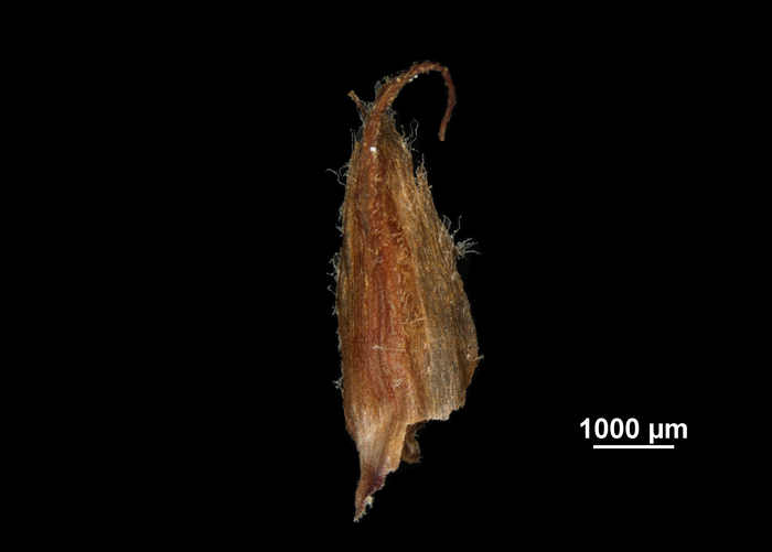 Glume of Machaerina nukunivensis US01076722