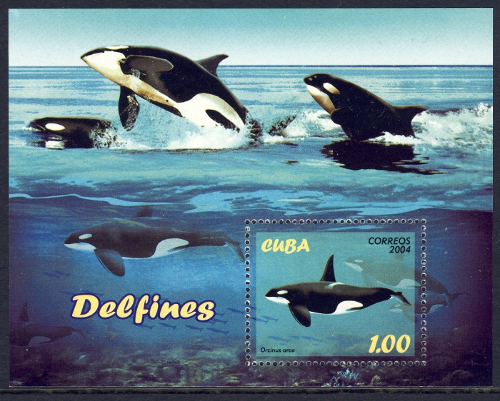 Orcinus orca Orcinus orca