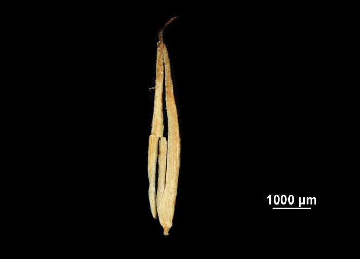 Glume of Mapania baldwinii US02074490 Ivory Coast