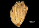 Inflorescence of Mapania baldwinii US02074490 Ivory Coast