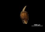 Nutlet of Mapania baldwinii US02074490 Ivory Coast