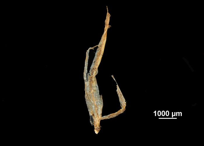 Glume of Mapania coriandrum US02074489 Ivory Coast