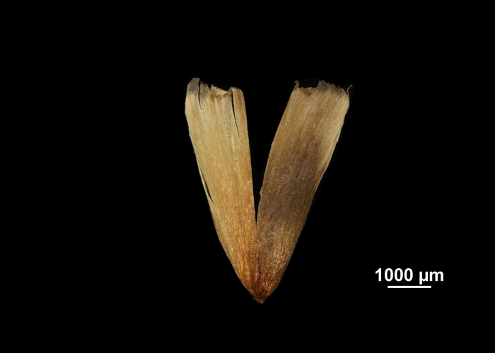 Glume of Mapania fluviatilis US02074383 Brazil