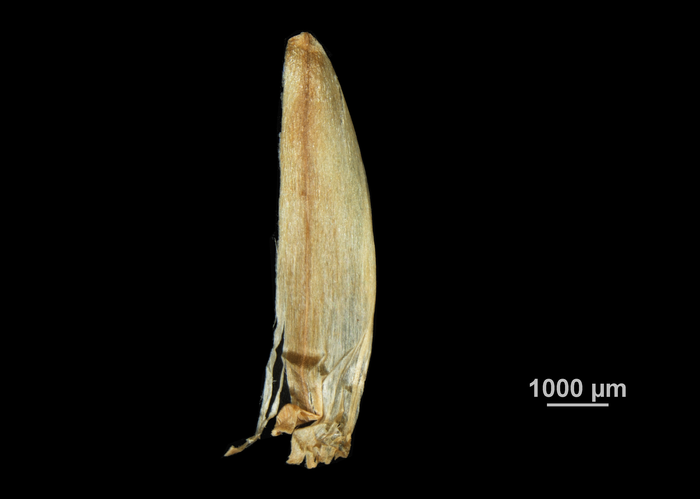 Glume of Mapania macrophylla US01957689 French Guiana