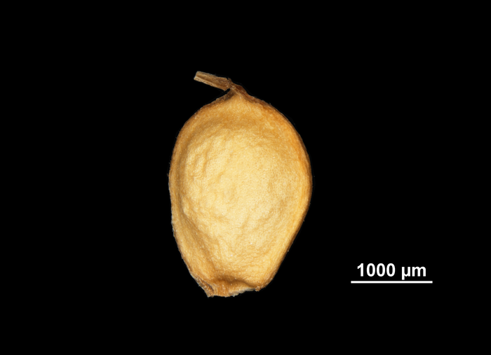Nutlet of Mapania macrophylla US01957689 French Guiana