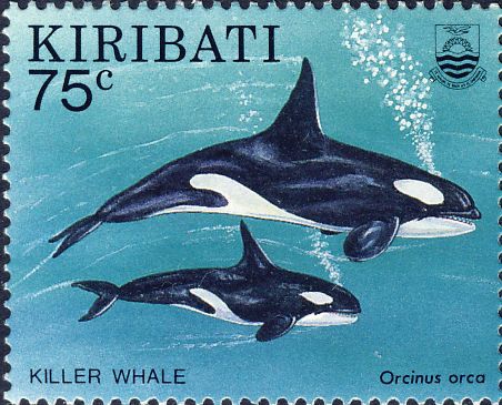 Orcinus orca Orcinus orca