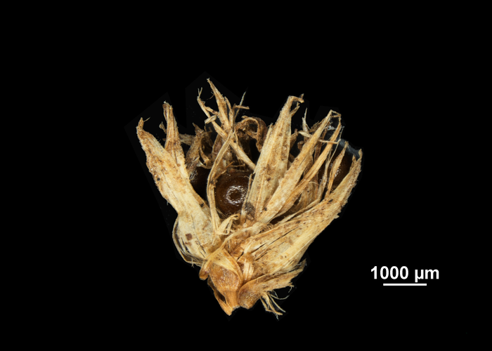 Inflorescence of Mapania maguireana US02074453 Micronesia